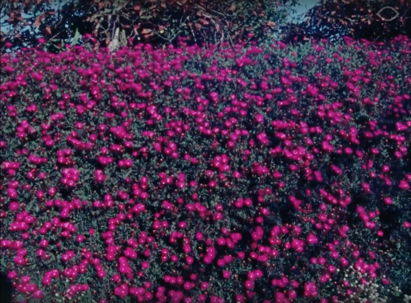 Angel City – Blumenfeld